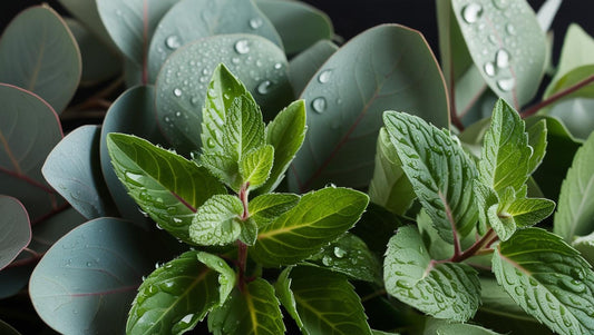 Eucalyptus & Spearmint